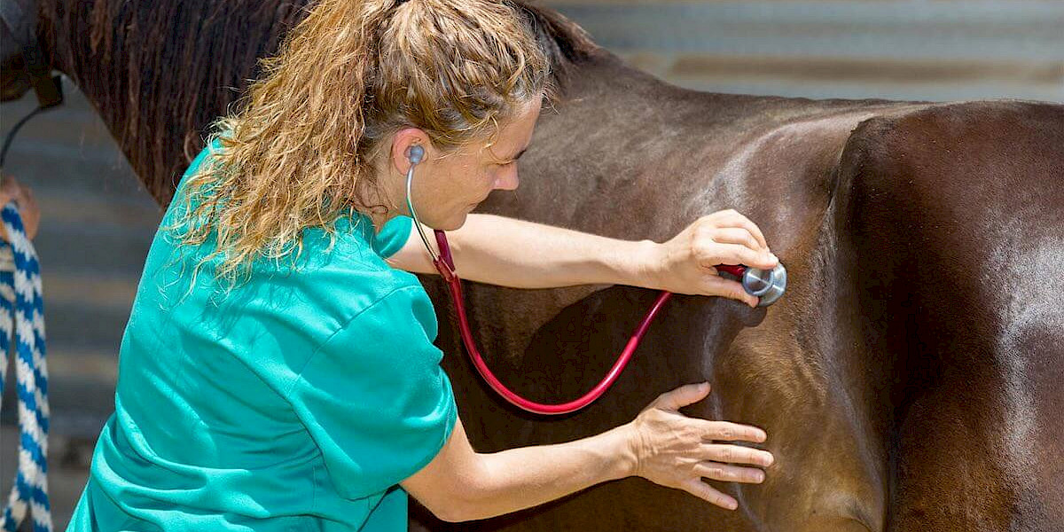 Tierärztin untersucht Pferd